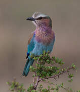 Lilac-breasted Roller