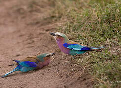 Lilac-breasted Roller