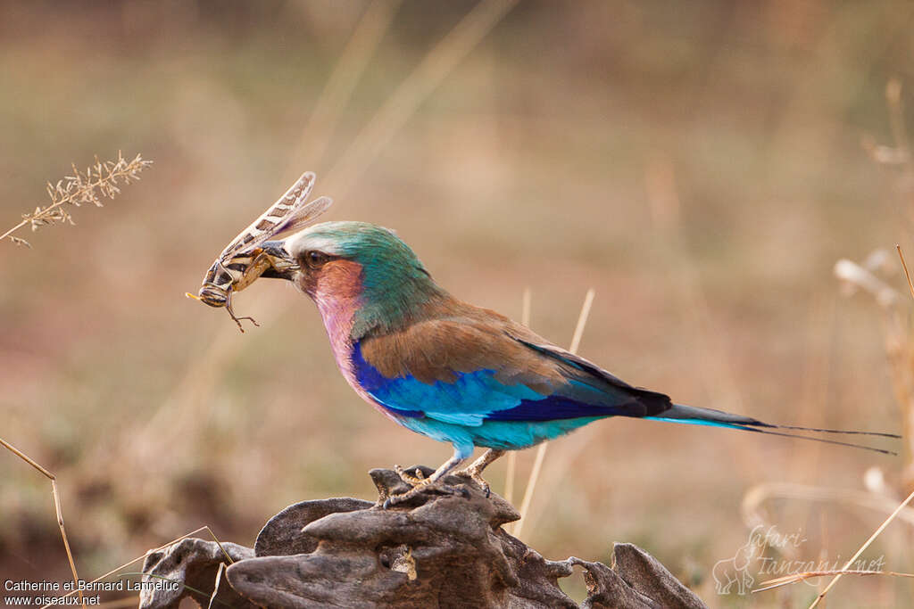 Lilac-breasted Rolleradult, feeding habits, fishing/hunting