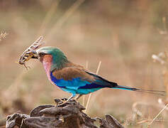 Lilac-breasted Roller