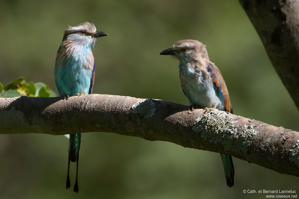 Racket-tailed Roller, Behaviour