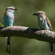 Racket-tailed Roller