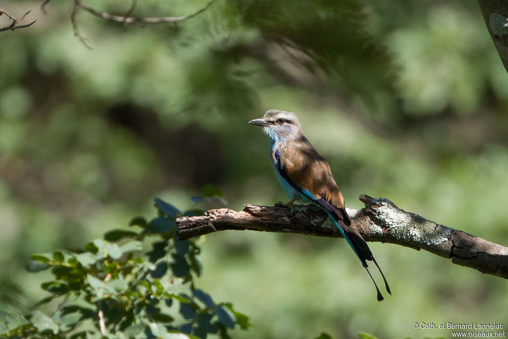 Rollier à raquettesadulte, identification