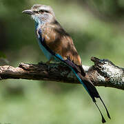 Racket-tailed Roller