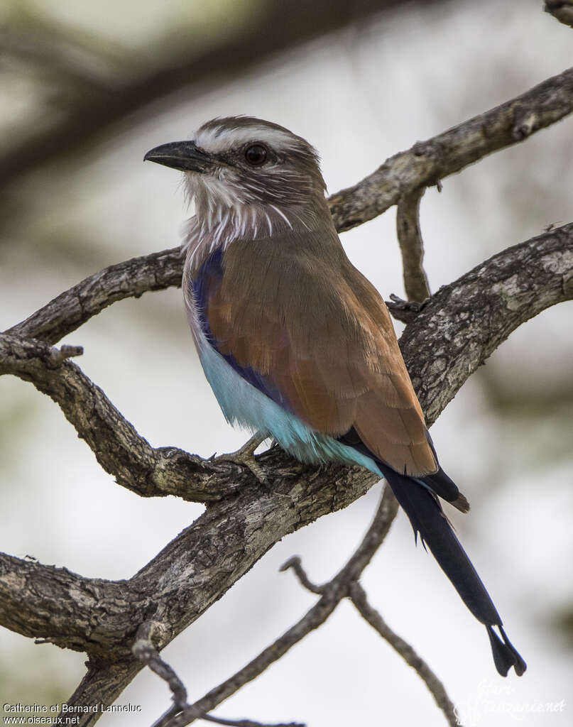 Racket-tailed Rolleradult, identification