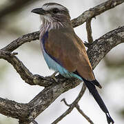 Racket-tailed Roller