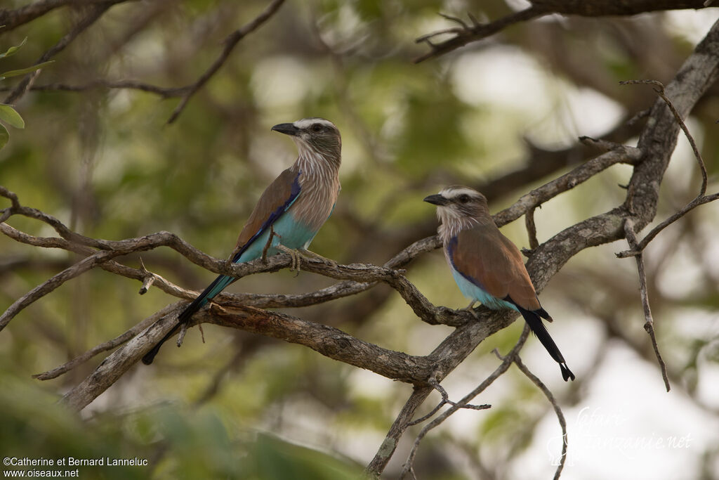 Racket-tailed Rolleradult, habitat