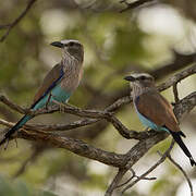 Racket-tailed Roller