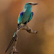 Abyssinian Roller