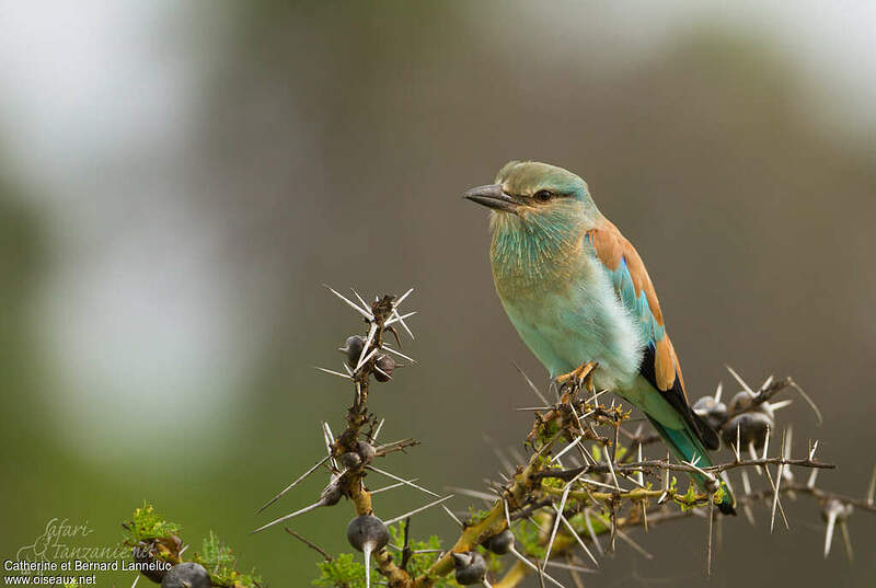 Rollier d'Europe immature cala164628