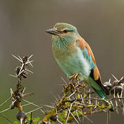 European Roller