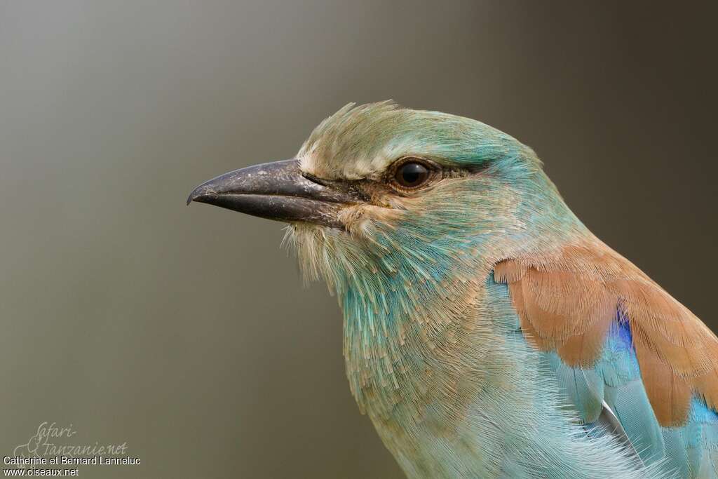 European Rollerimmature, close-up portrait