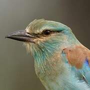 European Roller