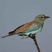 European Roller