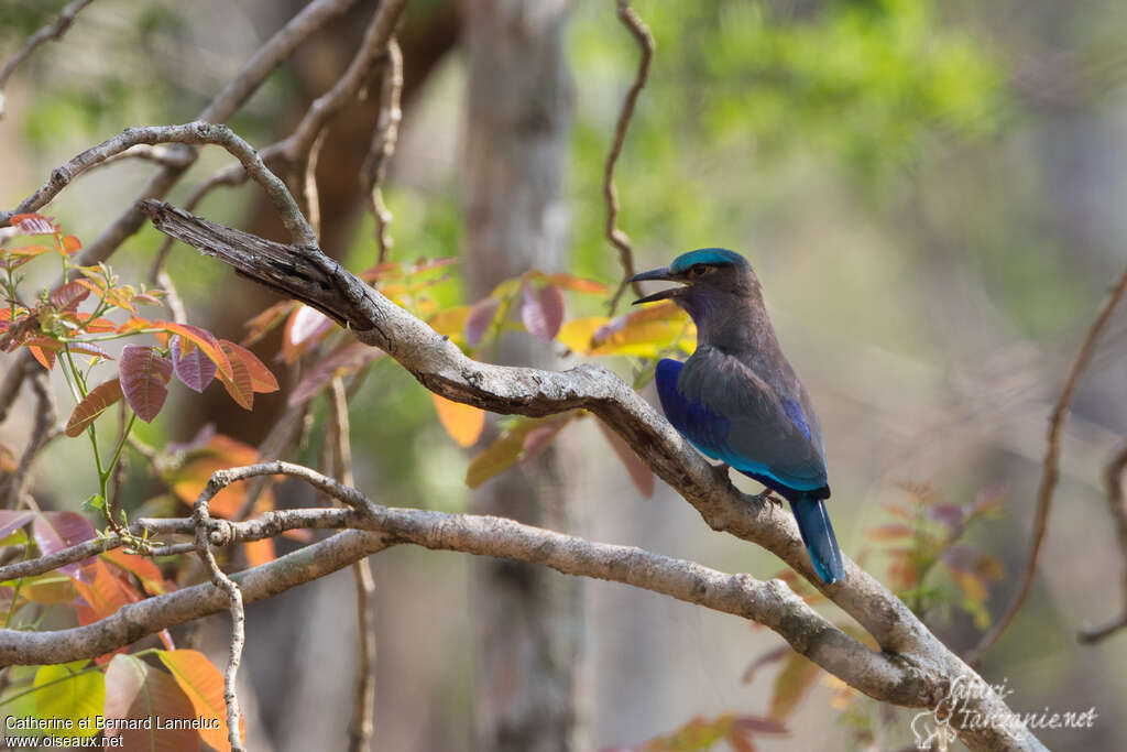 Indochinese Rolleradult, identification