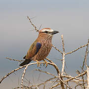 Purple Roller