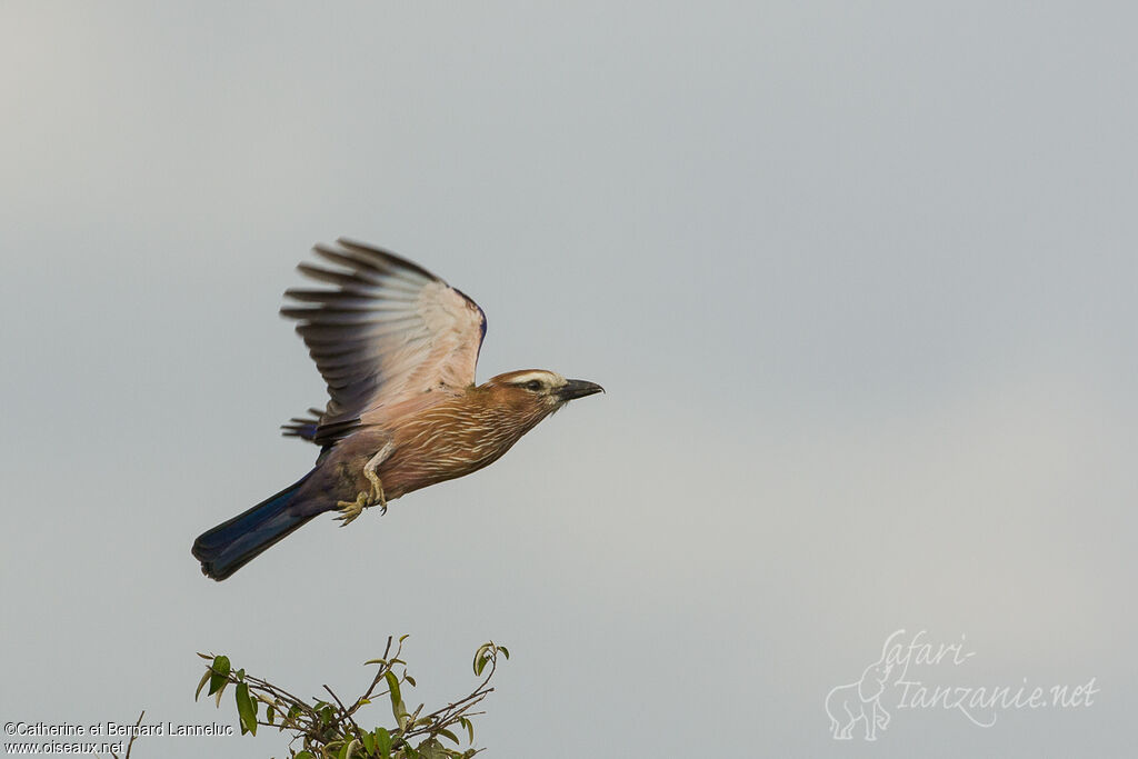 Purple Rolleradult, Flight