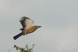 Purple Roller