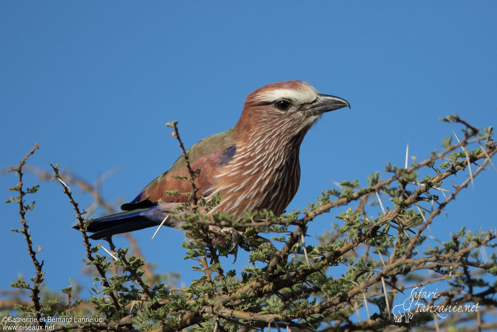 Purple Rolleradult, identification