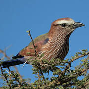 Purple Roller