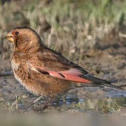 Asian Crimson-winged Finch