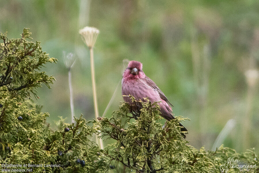 Red-mantled Rosefinch male adult