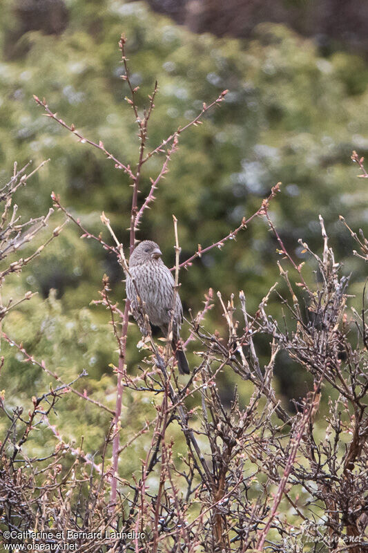 Red-mantled Rosefinch female adult