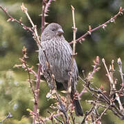 Red-mantled Rosefinch