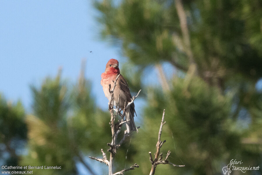 Common Rosefinch male adult, habitat