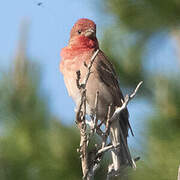 Common Rosefinch