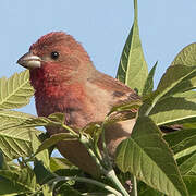 Common Rosefinch