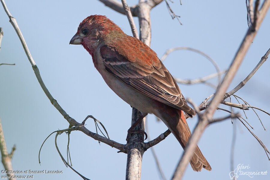 Roselin cramoisi mâle adulte, identification