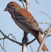 Common Rosefinch