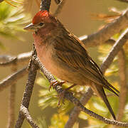 Cassin's Finch