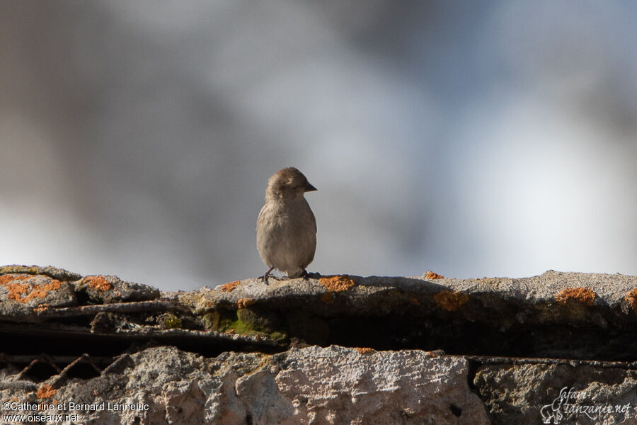 Plain Mountain Finchadult