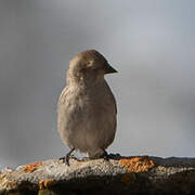 Plain Mountain Finch