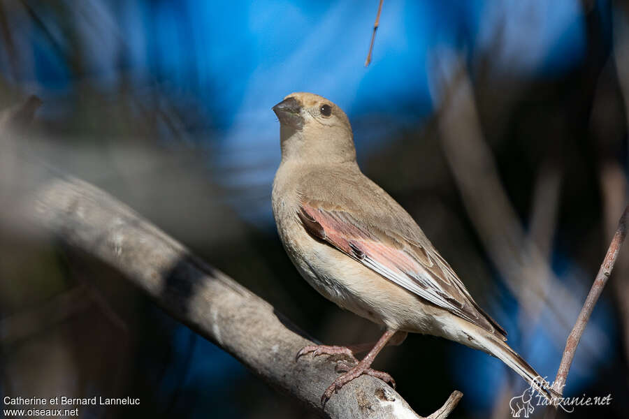 Desert Finch female adult, identification