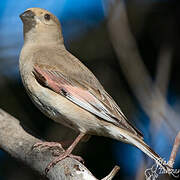 Desert Finch