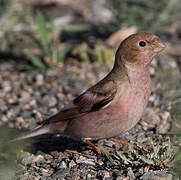 Mongolian Finch