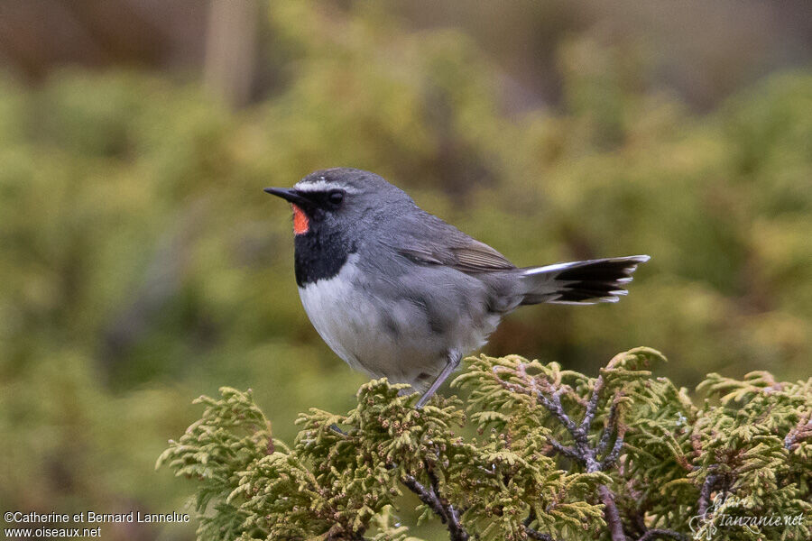 Rossignol à gorge rubis mâle adulte nuptial, identification