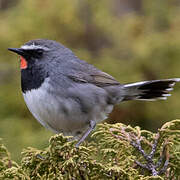 Himalayan Rubythroat