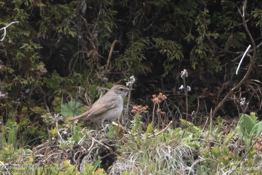 Himalayan Rubythroat female adult, identification