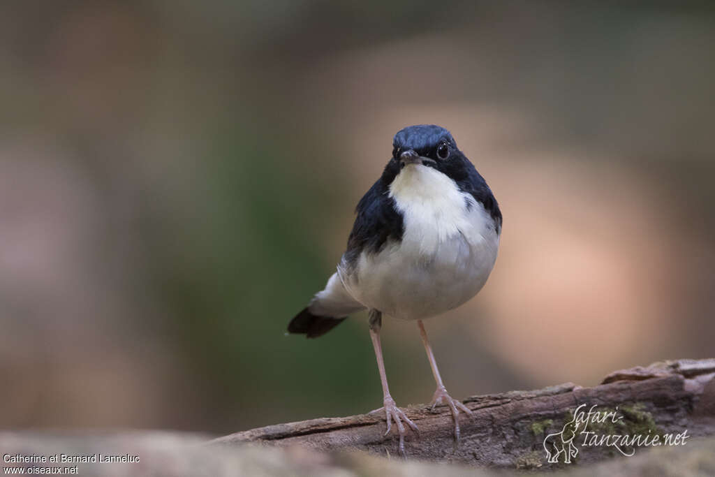 Siberian Blue Robin male adult, close-up portrait