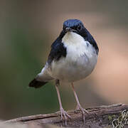 Siberian Blue Robin