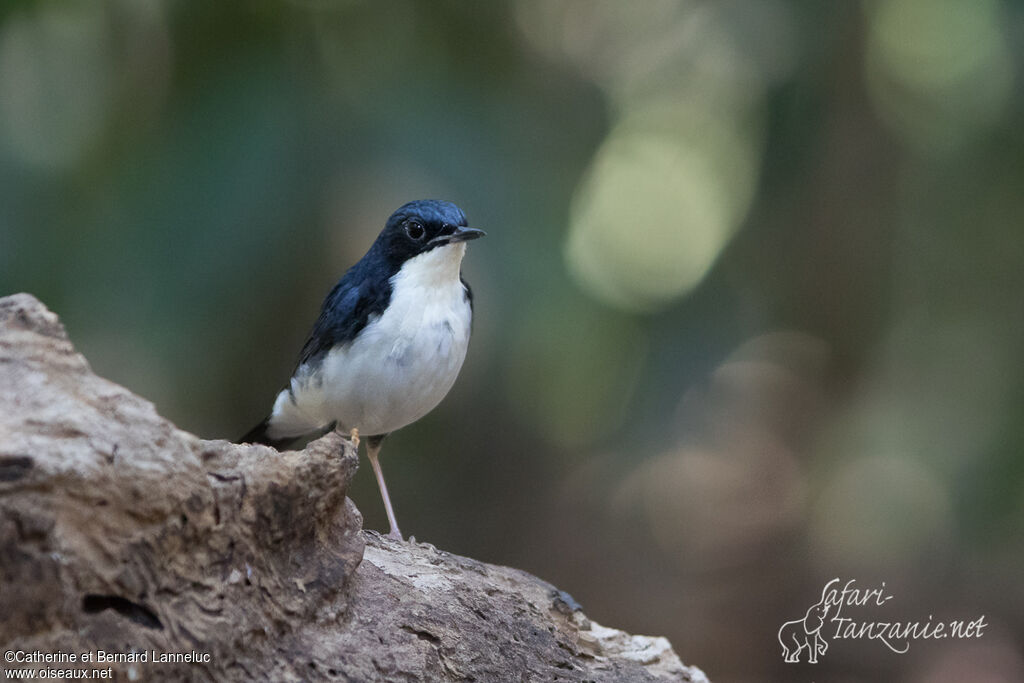 Siberian Blue Robin male adult