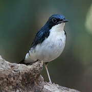 Siberian Blue Robin