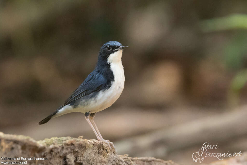 Siberian Blue Robin male adult breeding, identification