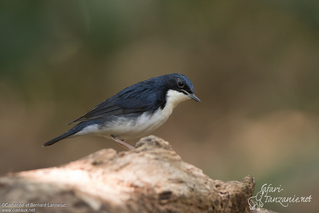 Siberian Blue Robin