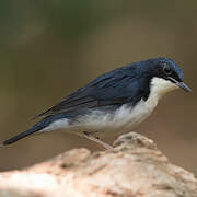 Siberian Blue Robin