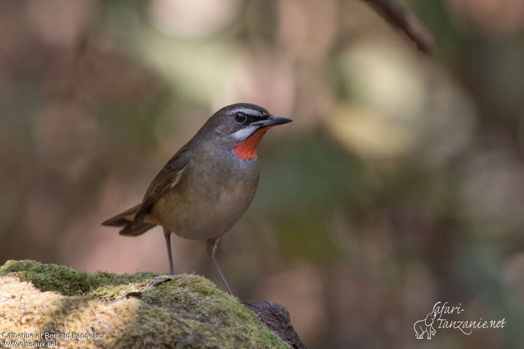 Siberian Rubythroat male adult, close-up portrait